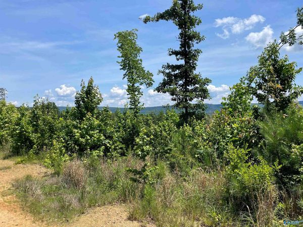199 Acres Hornbuckle Road, Collinsville, AL 35961