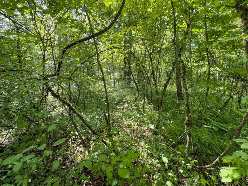 Tract 3 Jake Road , Patriot, OH 45658 Photo 8