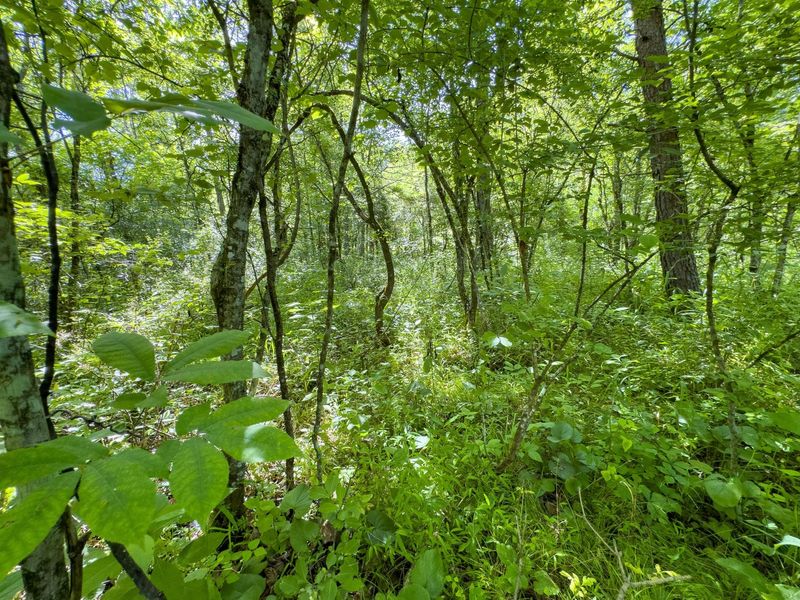 Tract 3 Jake Road , Patriot, OH 45658 Photo 9