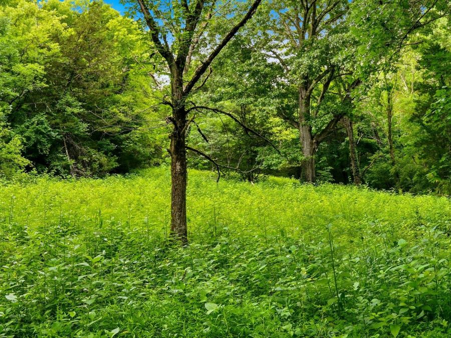 Property Image 38