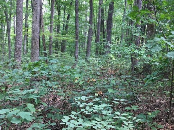 Lot 384 East Obey Lane, Wilder, TN 38589