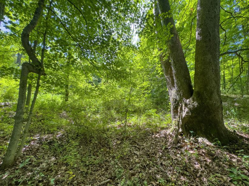 Tract 5 Jake Road , Patriot, OH 45658 Photo 8