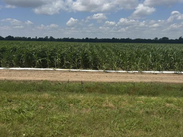 0000 CR 876 , Caraway, AR 72419