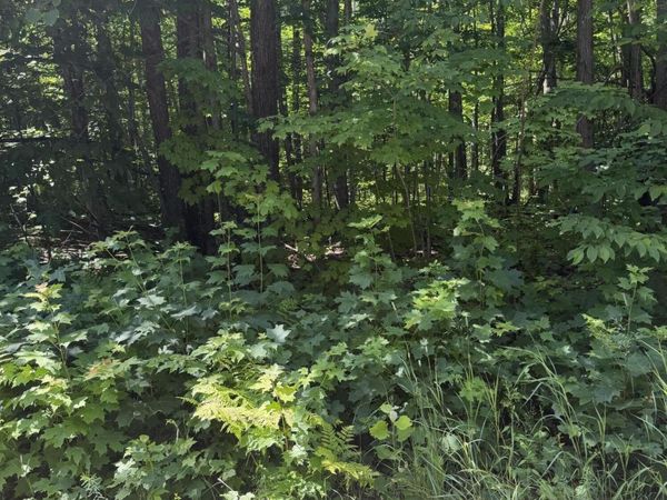 Lot 185 Forest Grove Drive, Mancelona, MI 49659