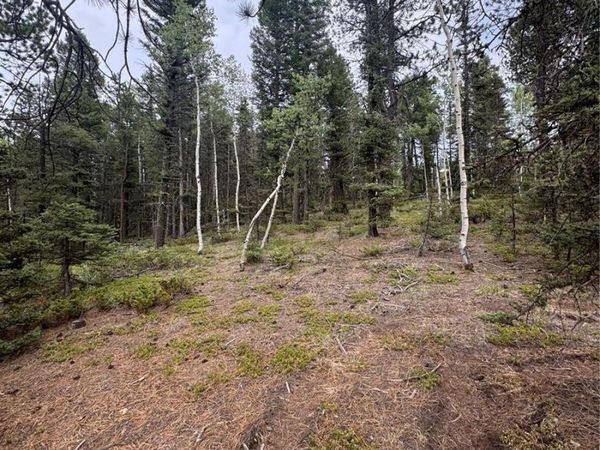 111 Elk Creek Drive, Divide, CO 80814