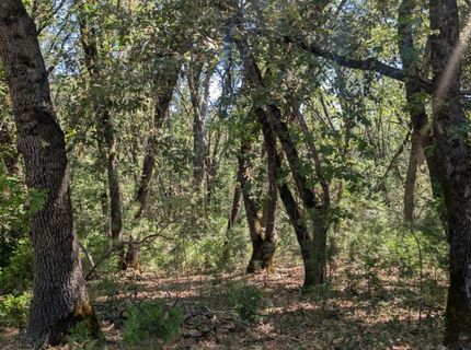 S Manzanita Hills Rd, Colfax, CA 95713 Photo