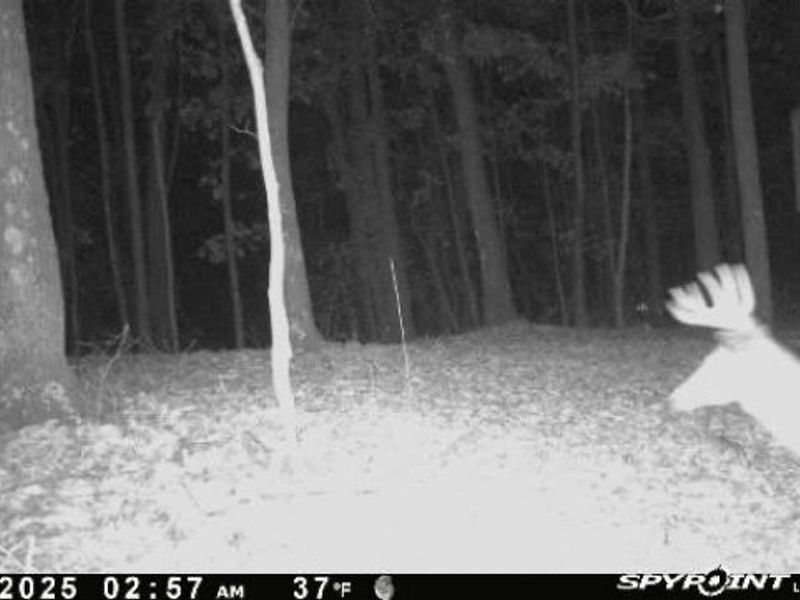 33509 Clipner Road, Ray, OH 45647 Photo 35