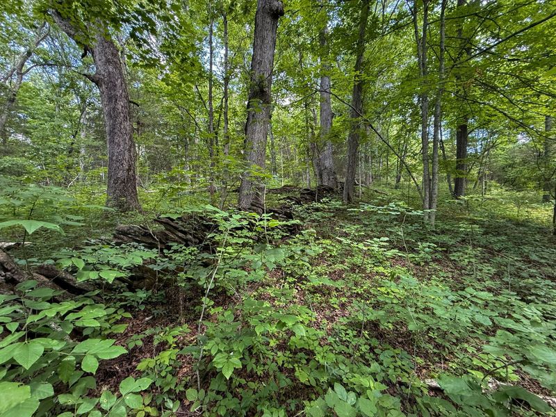 9102 Kentontown Road, Mount Olivet, KY 41064 Photo 36