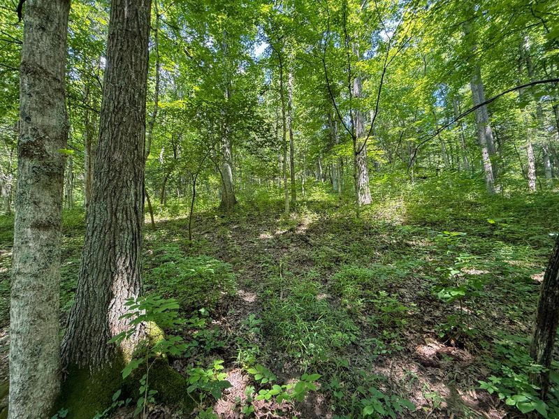 9102 Kentontown Road, Mount Olivet, KY 41064 Photo 39