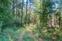 18.3 Acres - Turkey Ln photo 4