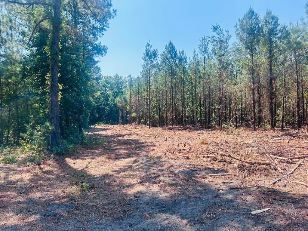 18.3 Acres - Turkey Ln Photo 4
