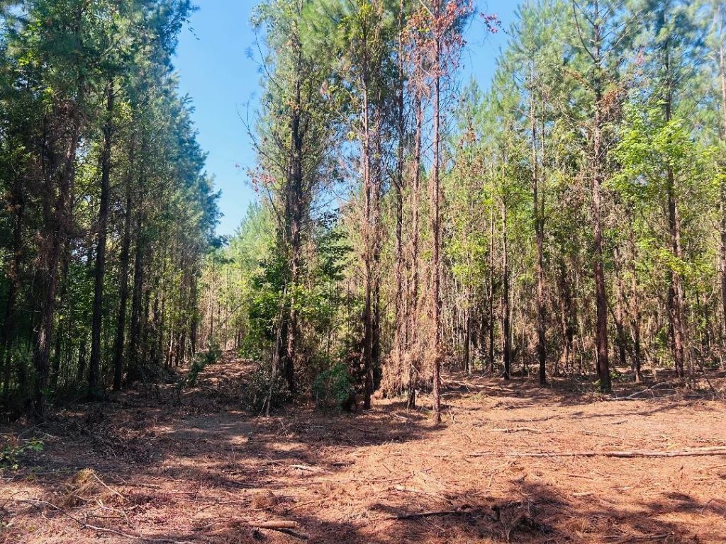 18.3 Acres - Turkey Ln Photo 5