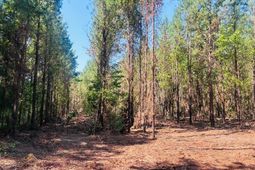 18.3 Acres - Turkey Ln photo 4