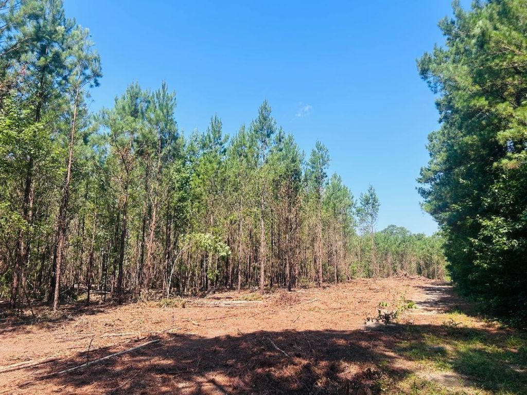 18.3 Acres - Turkey Ln Photo 6