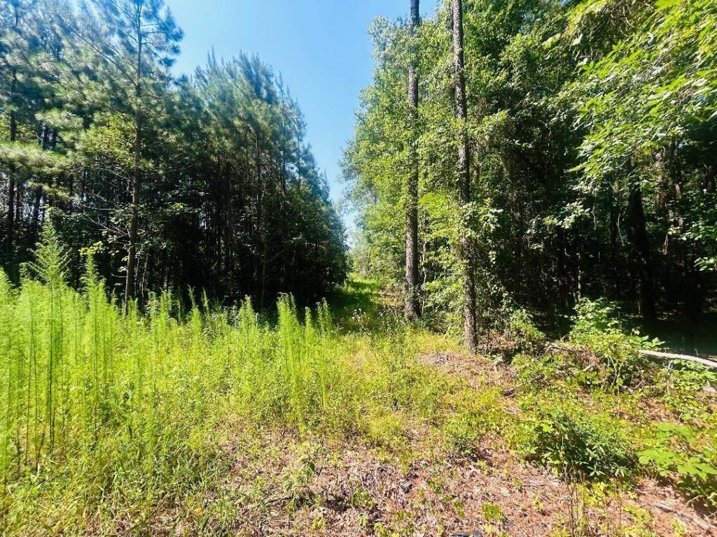 18.3 Acres - Turkey Ln Photo 7