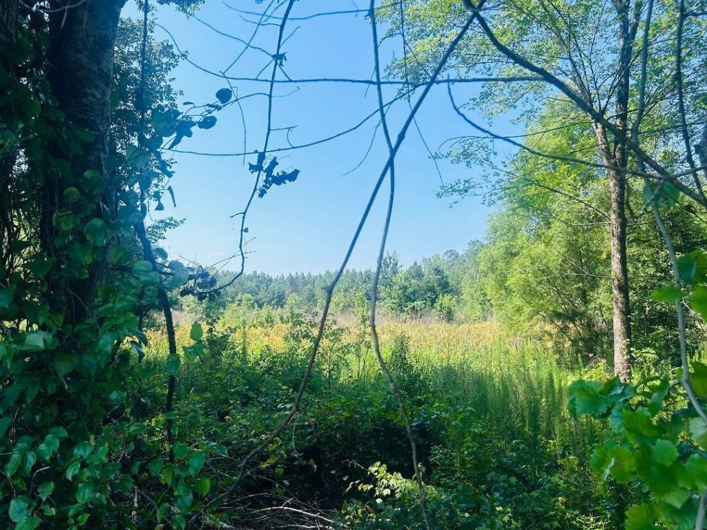 18.3 Acres - Turkey Ln Photo 8