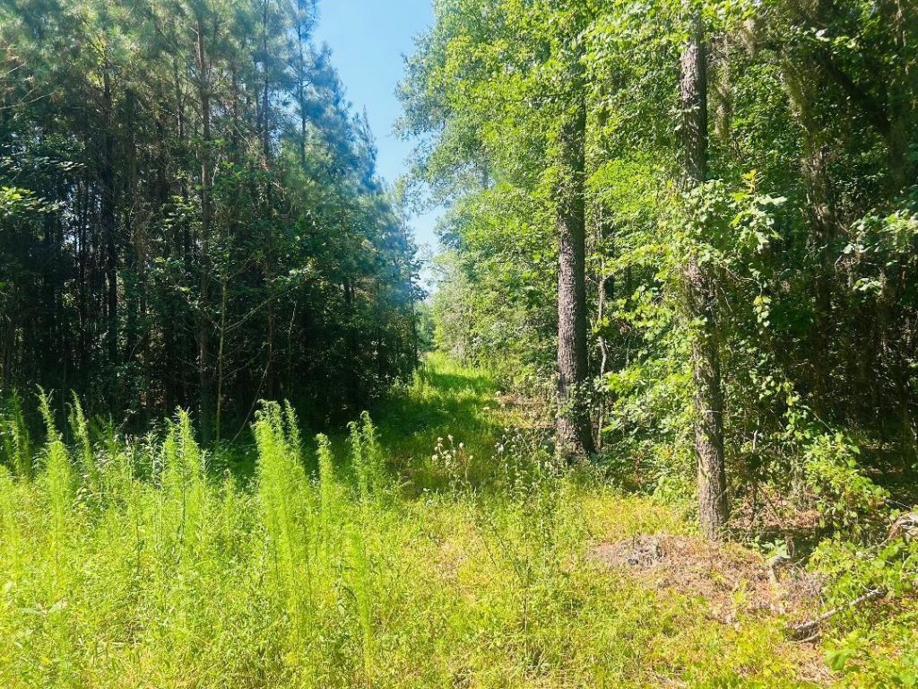 18.3 Acres - Turkey Ln Photo 9
