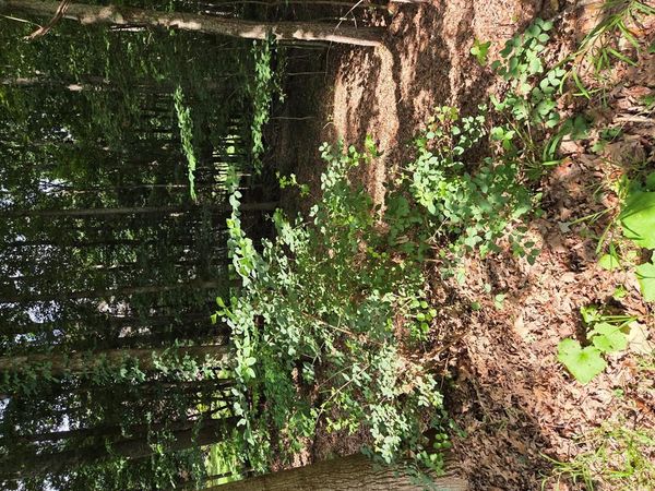 102 Abbey Lane, DANIELS, WV 25832