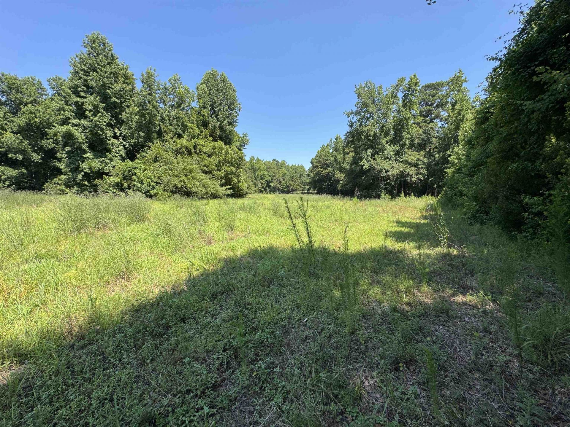 Tbd Long Branch Swamp Rd. Photo 6