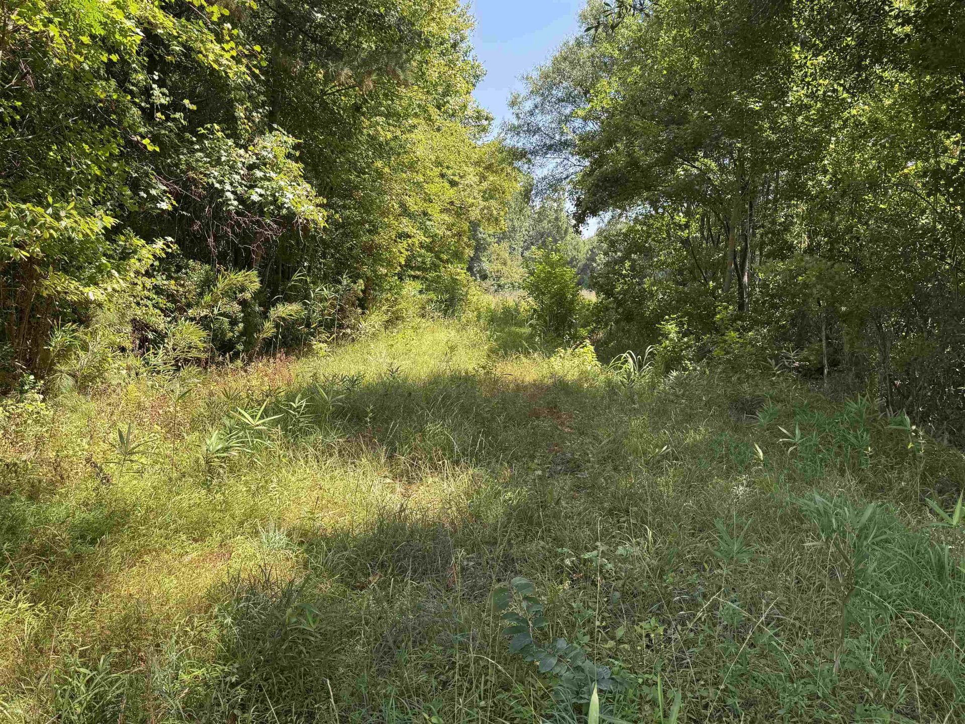 Tbd Long Branch Swamp Rd. Photo 8