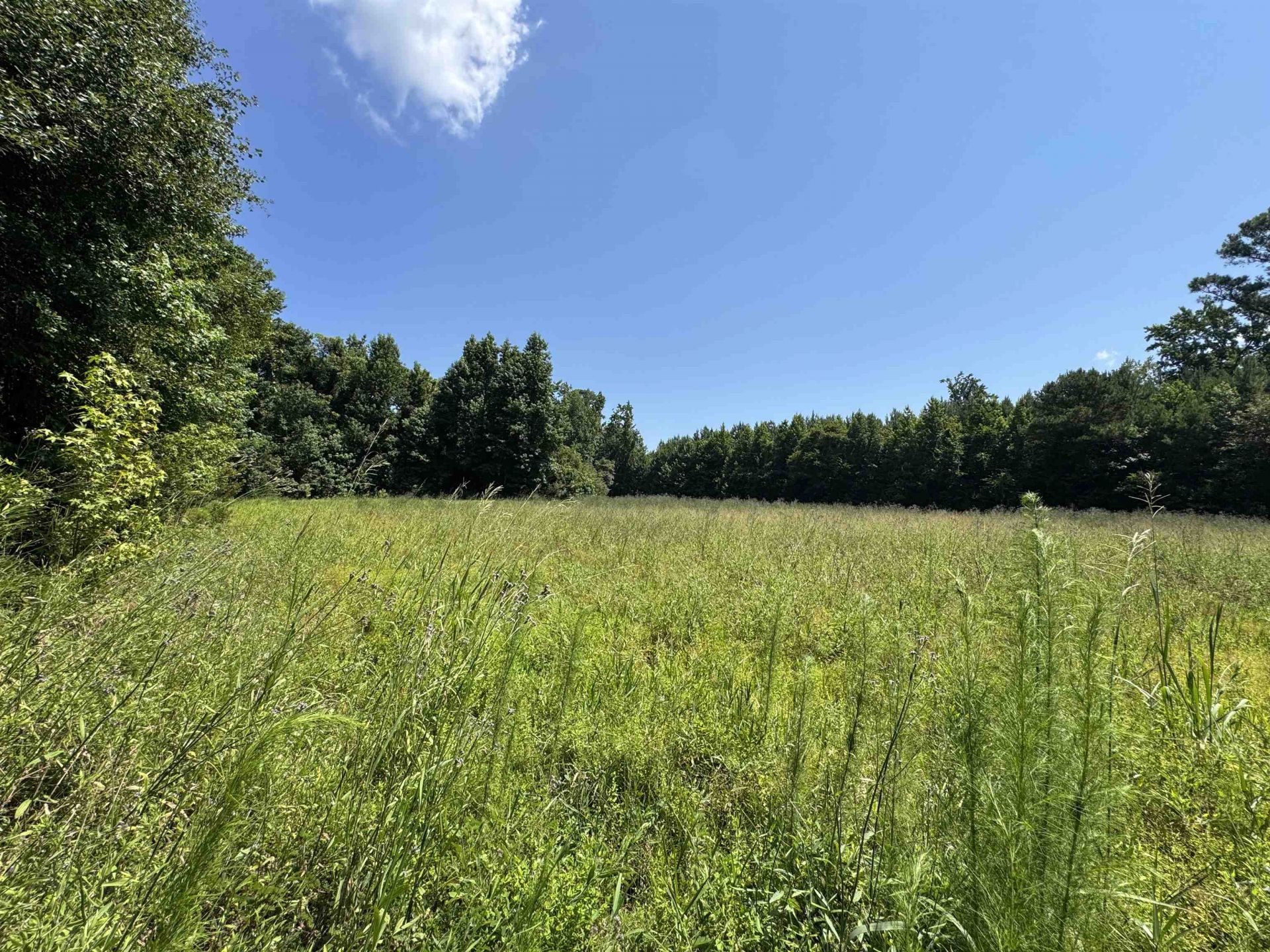 Tbd Long Branch Swamp Rd. Photo 9