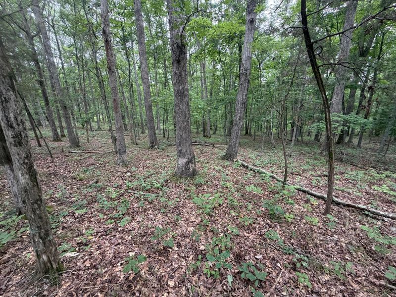 17883 State Route 41 , West Union, OH 45693 Photo 47