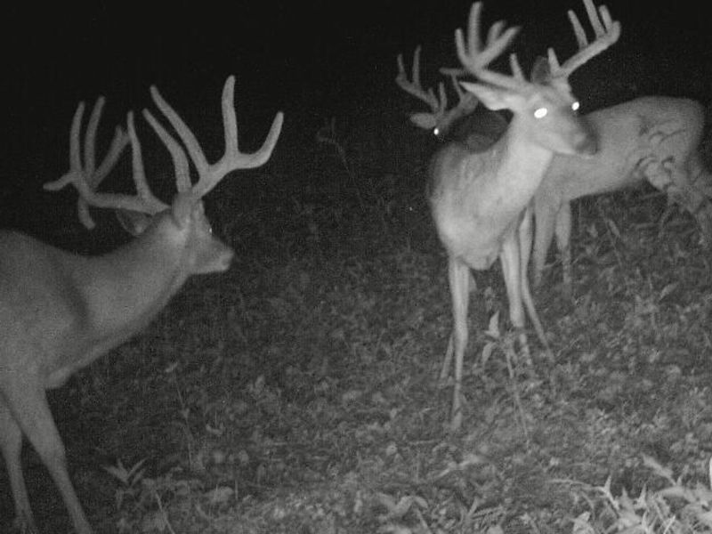17883 State Route 41 , West Union, OH 45693 Photo 50