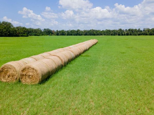 TBD 165TH ROAD, Live Oak, FL 32060