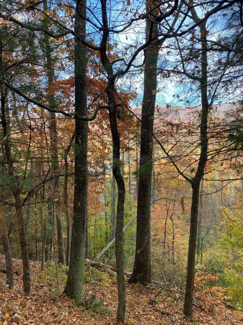 175 Canaan Rd, Butler, TN 37640 Main Photo