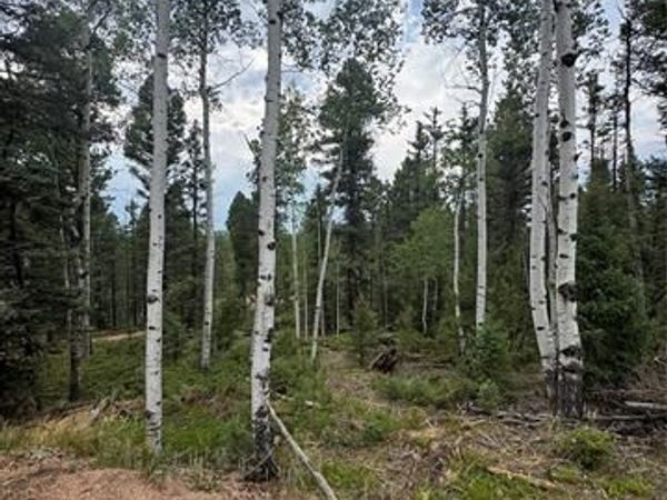 111 Elk Creek Drive, Divide, CO 80814