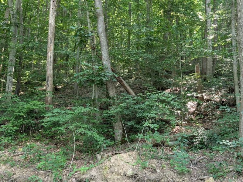 1492 Sulphur Creek Road, Stout, OH 45684 Photo 5