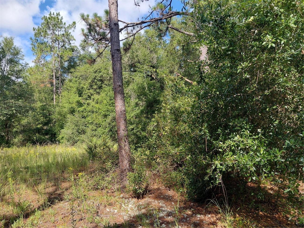 Pinon Drive , Webster, FL 33597 Photo