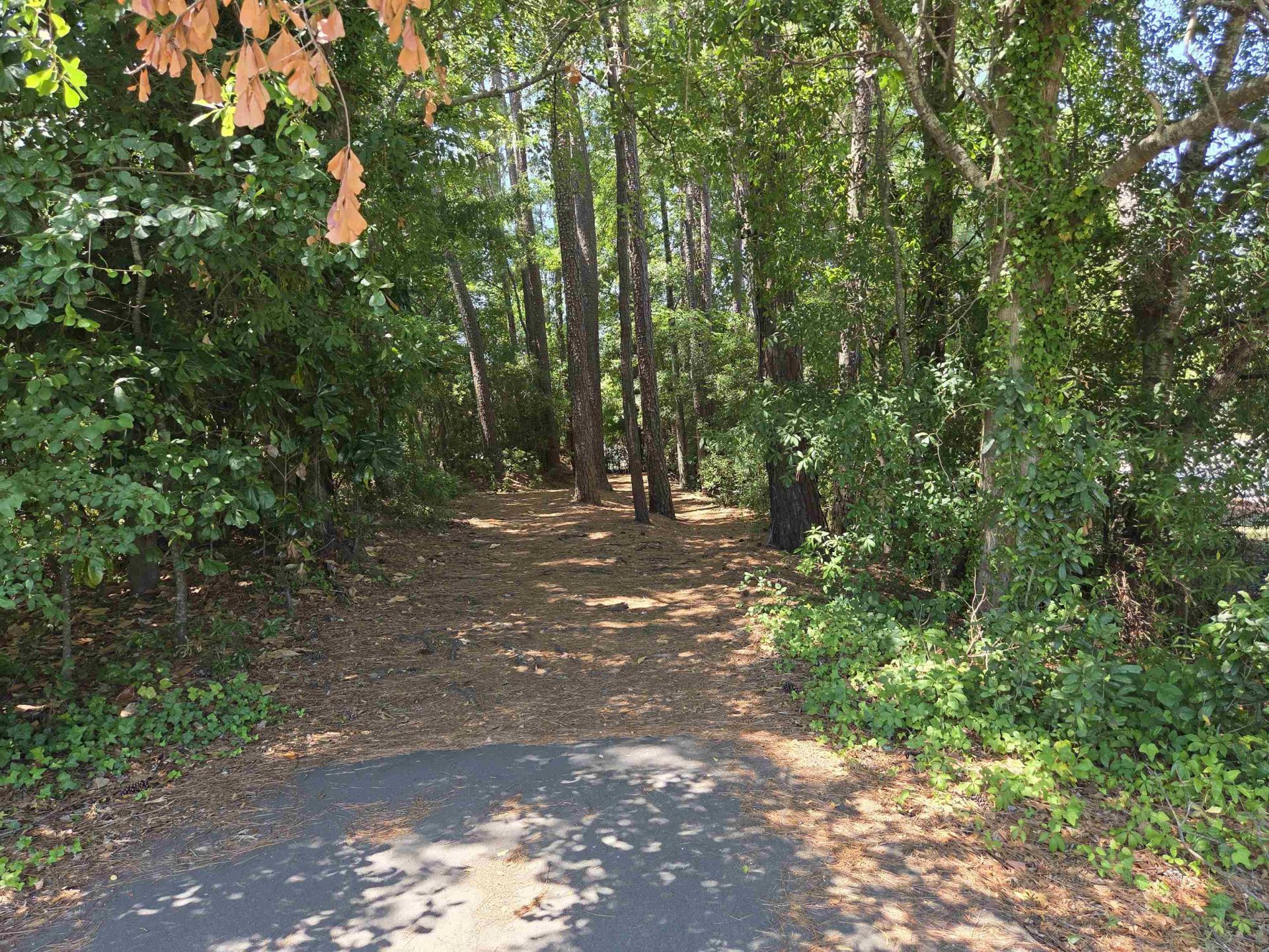 1025 Carolina Rd.  Photo 31