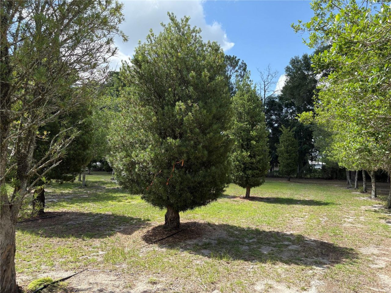1238 S Us 301 , Sumterville, FL 33585 Photo