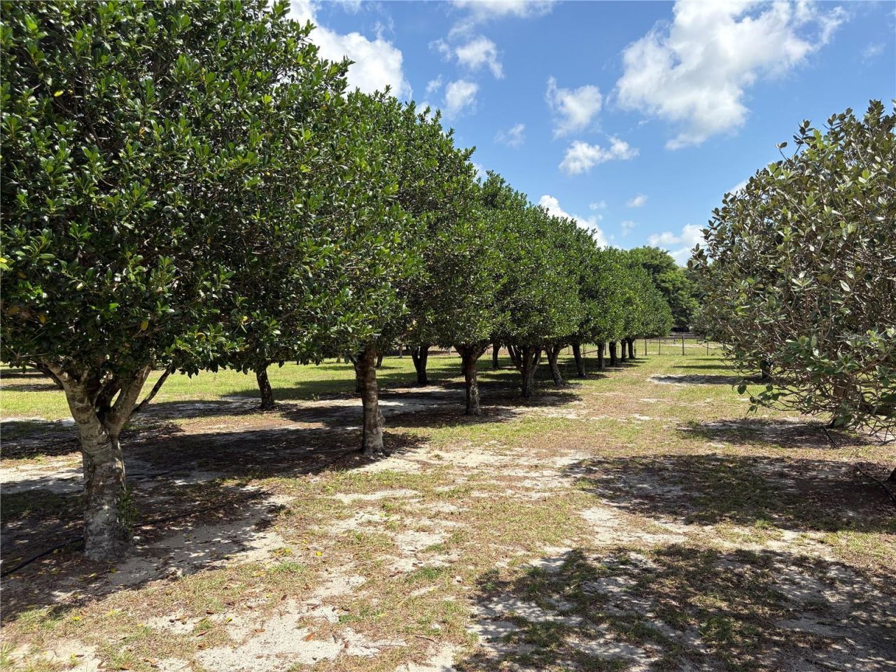 1238 S Us 301 , Sumterville, FL 33585 Photo