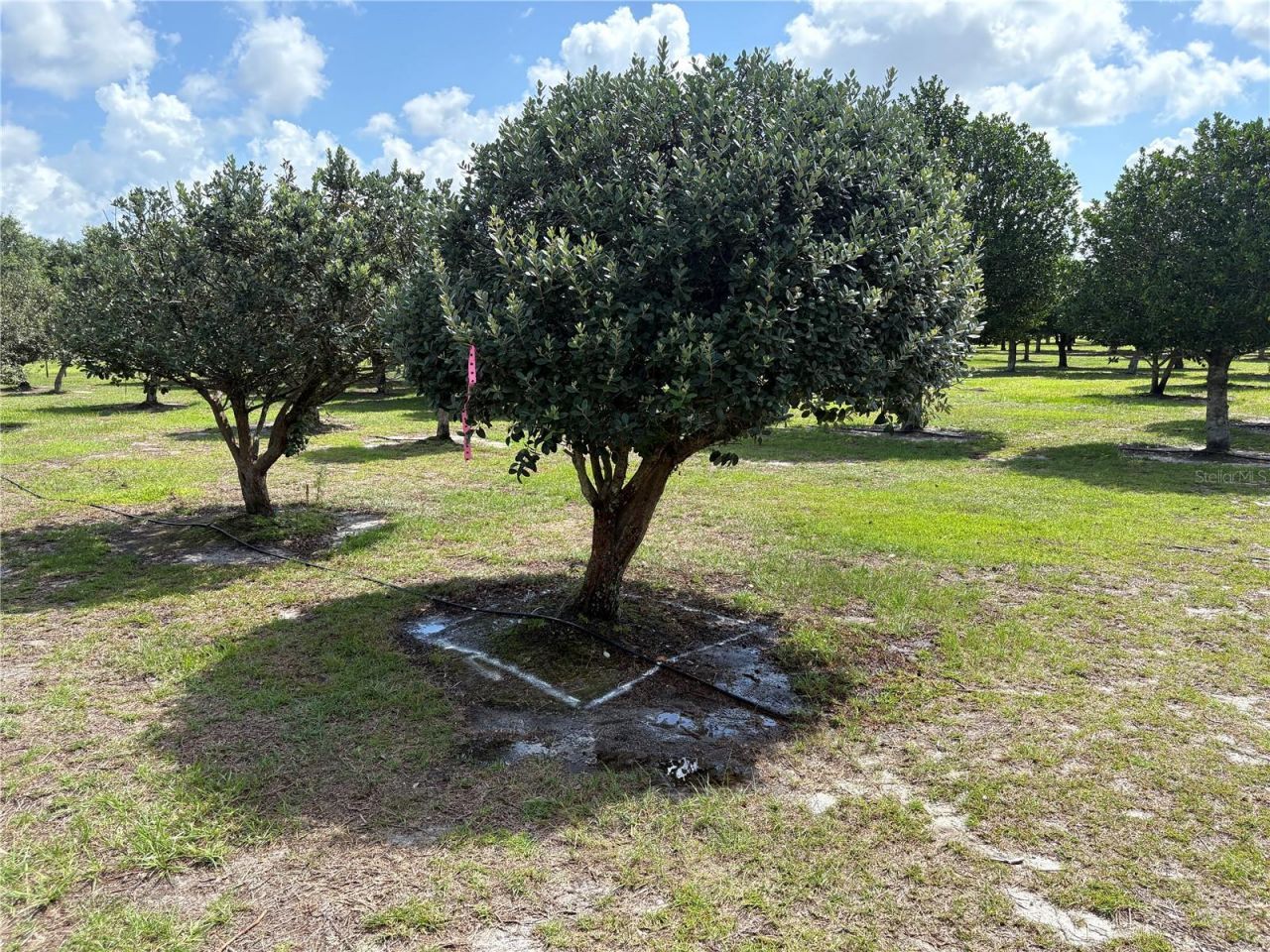 1238 S Us 301 , Sumterville, FL 33585 Photo