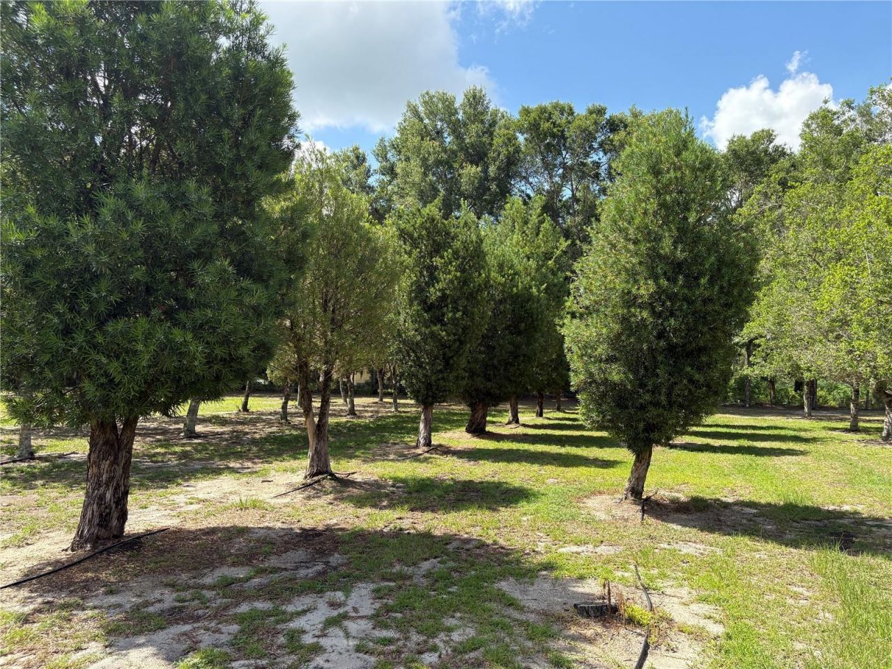 1238 S Us 301 , Sumterville, FL 33585 Photo