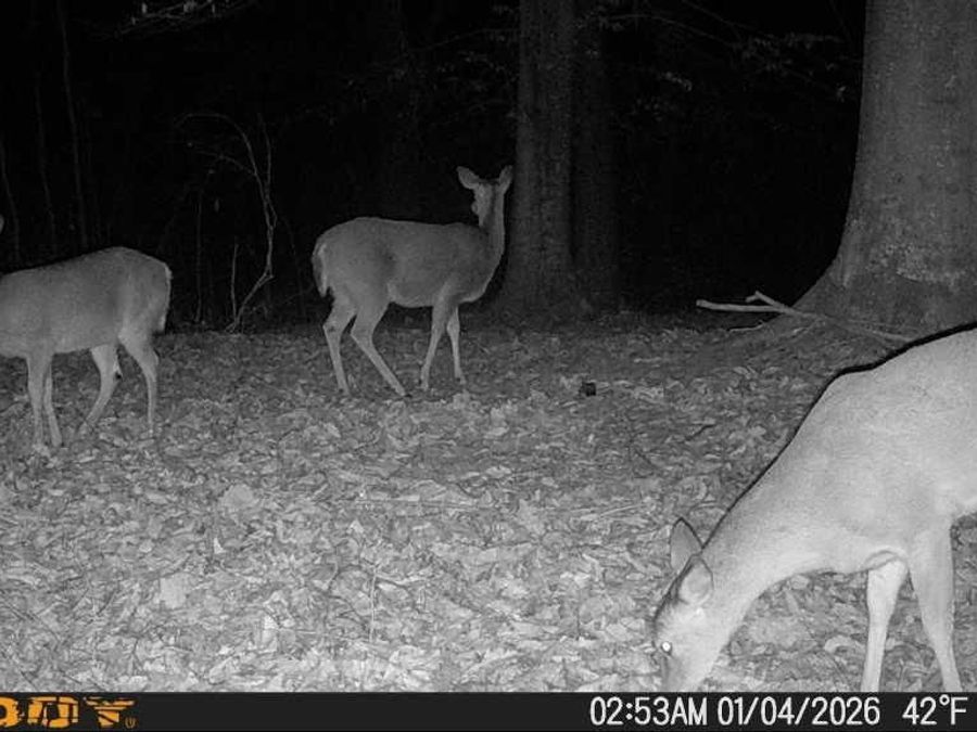 Property Image 61