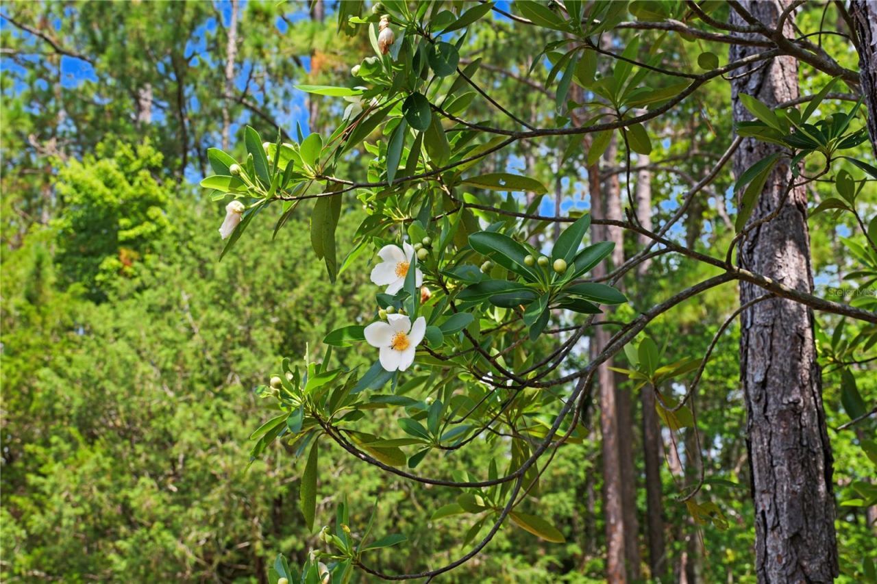 153897 County Road 108, Yulee, FL 32097 Photo