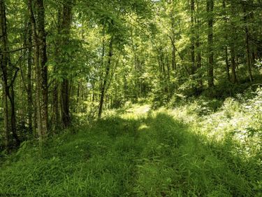 Lot 18 Lake Island Drive, Belington, WV 26250