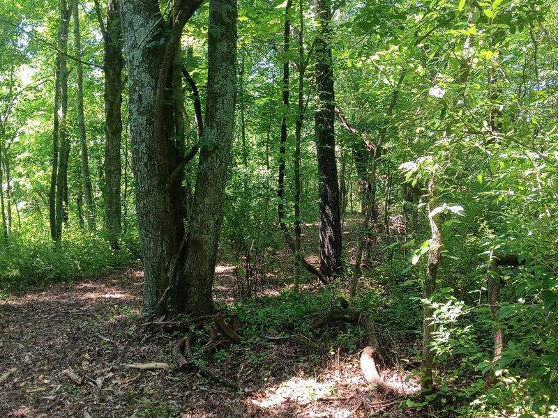 0 Ohio 160, Unit (14 Acre R, Wilkesville, OH 45695 Photo 12