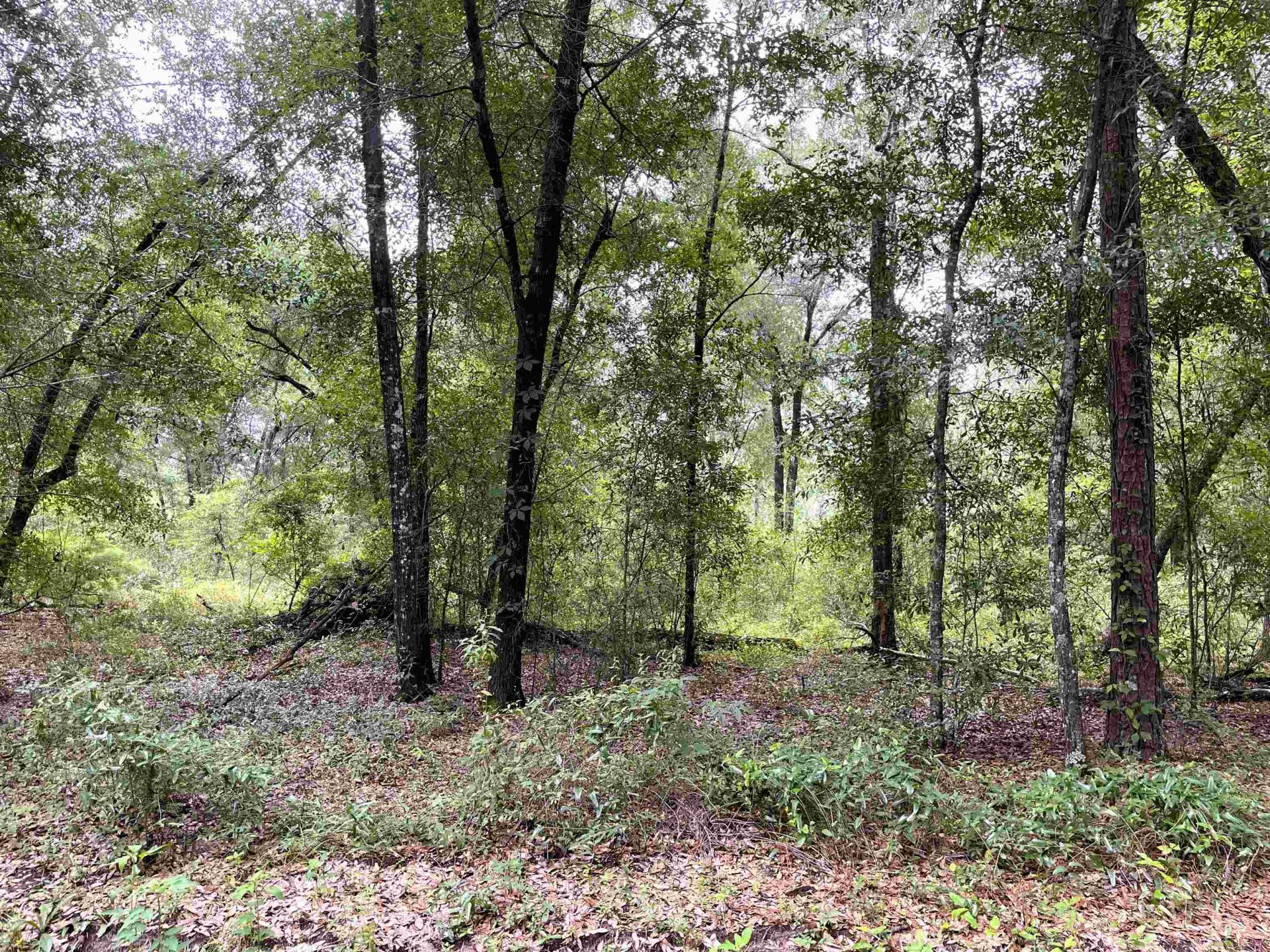 497 Mcphaul Road , Chattahoochee, FL 32324 Photo