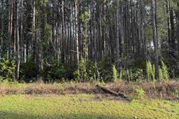 0 S Country Club Rd. photo 4