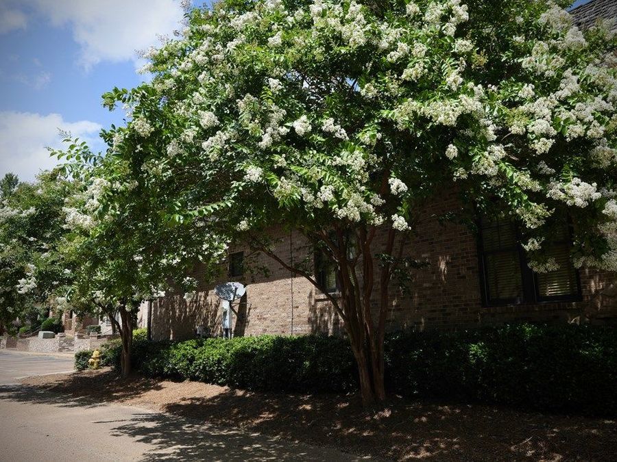 Property Image 60
