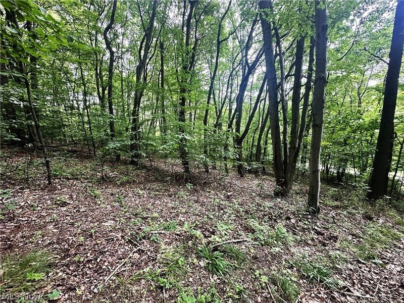 Patriot Road, Carrollton, OH 43903 Photo 6