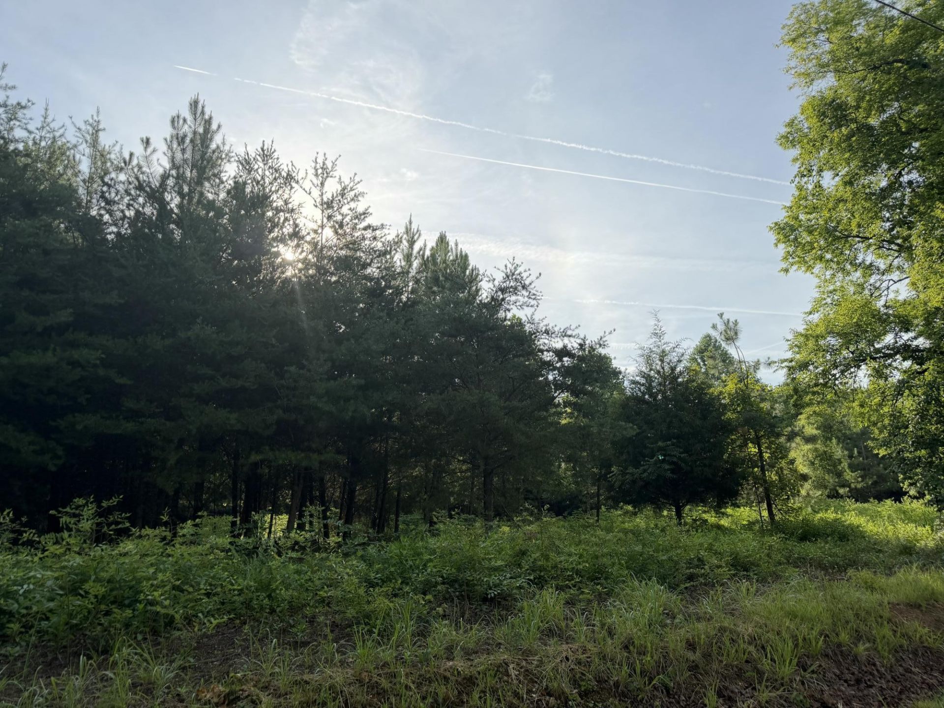 0 Black Oak Road , Sale Creek, TN 37373 Main Photo