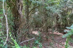 Tbd Cow Head Rd. photo 4