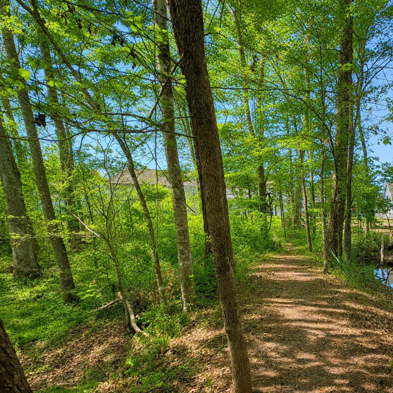 117 Loon Drive Photo 38