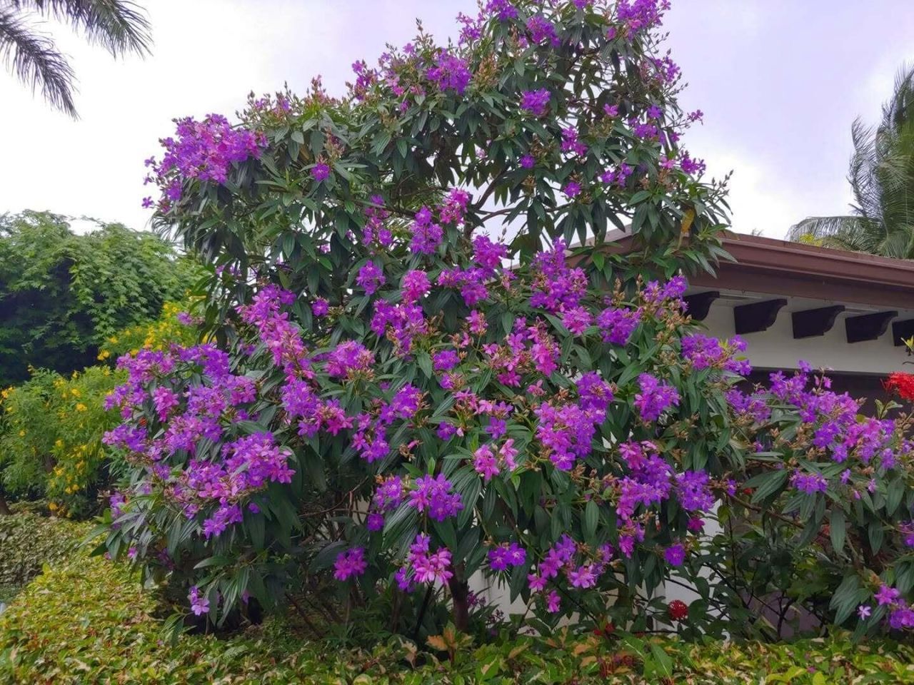 4201 Fillmore Street, Hollywood, FL 33021 Photo