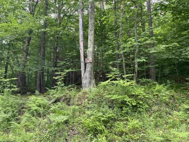Lot 2 Teakwood Drive, Davis, WV 26260
